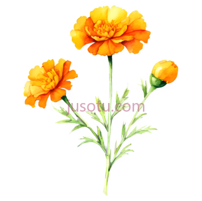 水彩画,万寿菊,橙色,黄色, PNG
