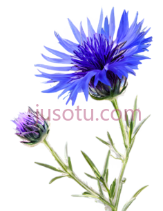 矢车菊,紫色,菜花,自然, PNG