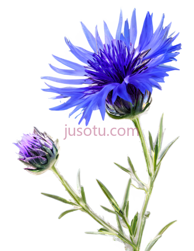 矢车菊,紫色,菜花,自然, PNG
