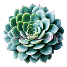 可爱水彩,多肉植物PNG