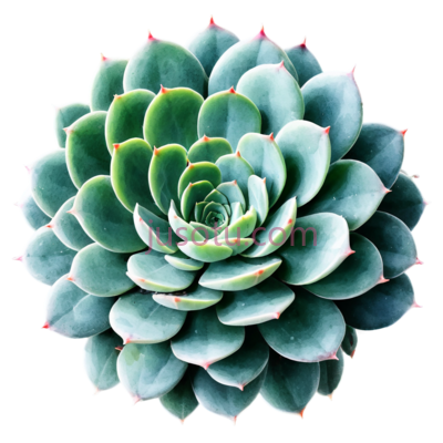 可爱水彩,多肉植物, PNG