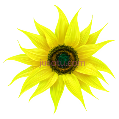 向日葵花瓣, PNG