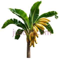 香蕉树, PNG