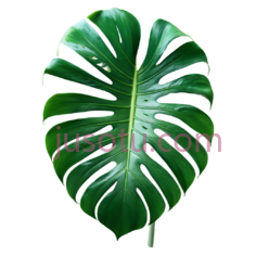 龟背竹叶, PNG
