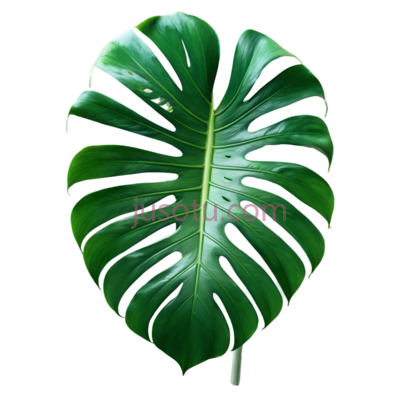 龟背竹叶, PNG