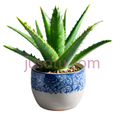芦荟,陶瓷盆PNG