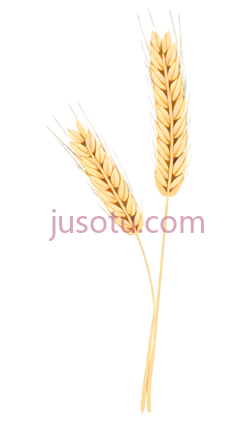 小麦穗PNG