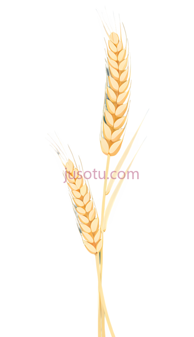 稻穗, PNG
