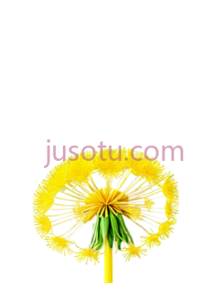 黄花,向日葵PNG