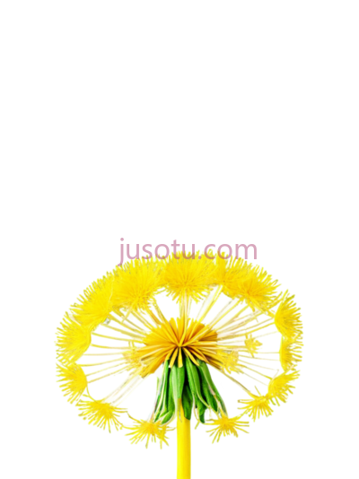 黄花,向日葵, PNG