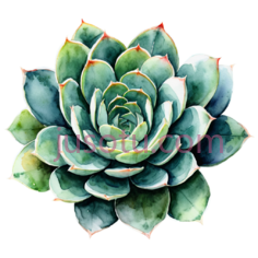 水彩画多肉植物PNG