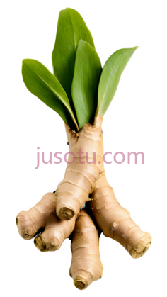 食物,姜根PNG
