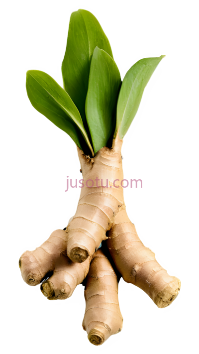 食物,姜根, PNG