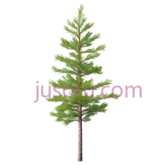 松树,插画,绿色PNG