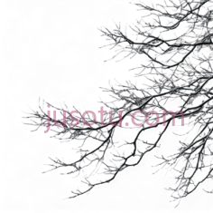 树枝,线条,白色PNG