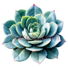 水彩画,多肉植物PNG