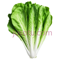 生菜,鲜绿色PNG