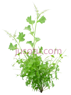 杂草, PNG