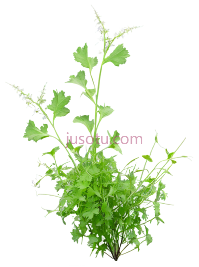 杂草, PNG