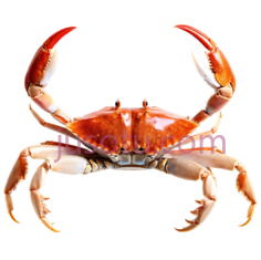 螃蟹, PNG