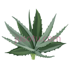 芦荟叶, PNG
