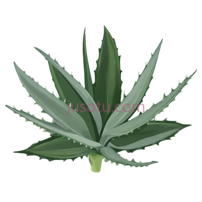 芦荟叶, PNG