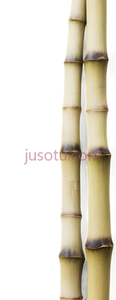 竹笋PNG