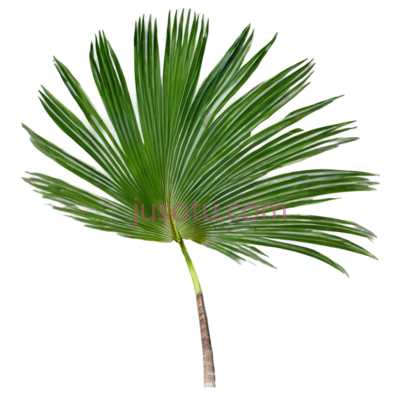 椰树叶, PNG