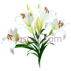百合,插画,白色PNG