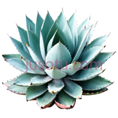 龙舌兰,开花PNG
