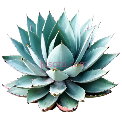 龙舌兰,开花, PNG