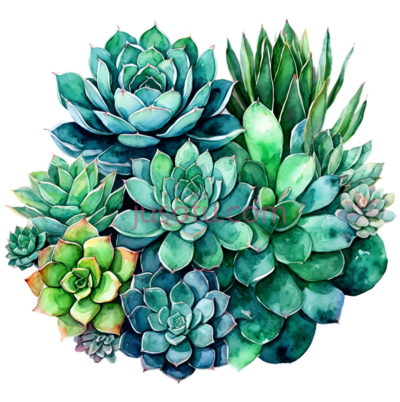 多肉植物,水彩画, PNG