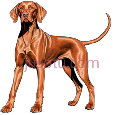 狗,插画,棕色PNG