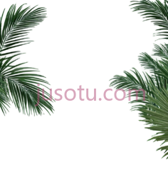 棕榈叶,绿色PNG