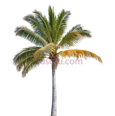 海滩,棕榈树, PNG