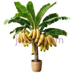 香蕉树, PNG