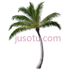单株棕榈树PNG