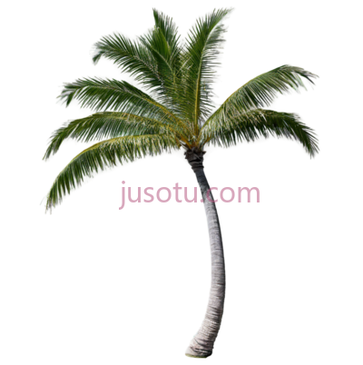 单株棕榈树, PNG