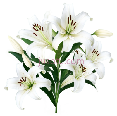 白百合, PNG
