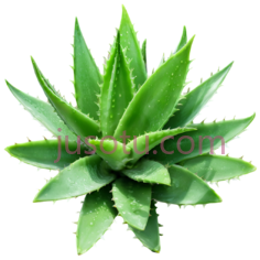 芦荟,绿色植物PNG