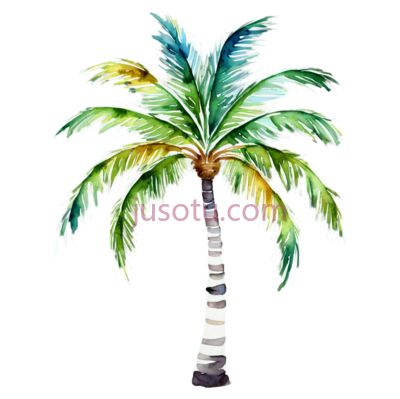 棕榈树,水彩画, PNG