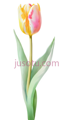 郁金香,水彩画,黄色,粉色PNG