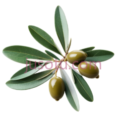 橄榄叶, PNG