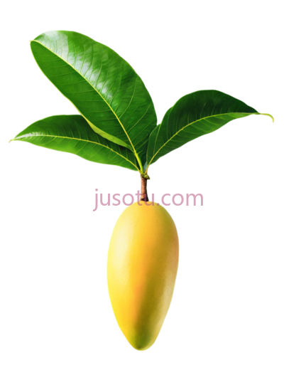 芒果叶, PNG