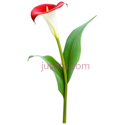 红马蹄莲, PNG