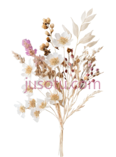 干花,自然风干,白色,黄色,粉色PNG