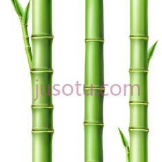 绿竹子PNG