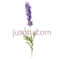 薰衣草,枝条PNG