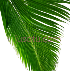棕榈叶,自然PNG