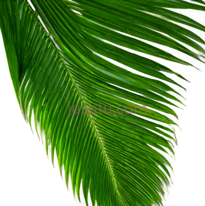 棕榈叶,自然, PNG
